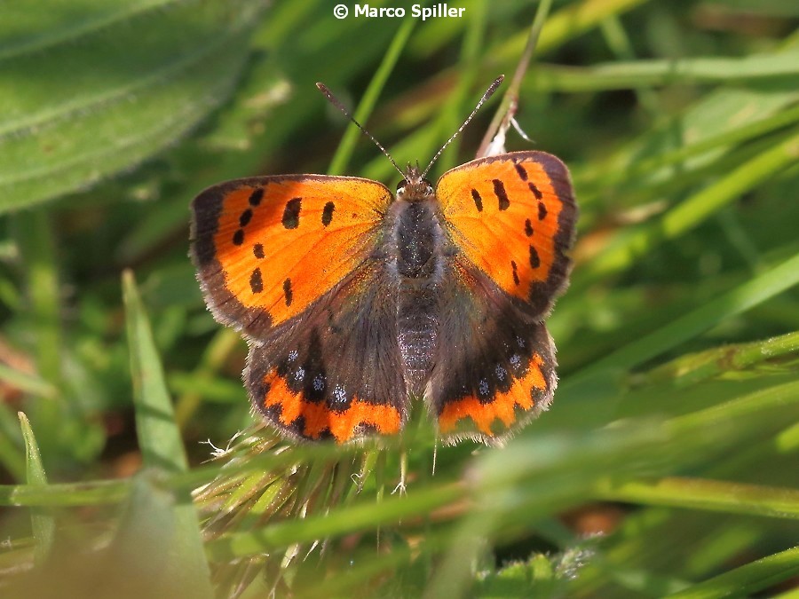 Lycaena phlaeas, Lycaenidae